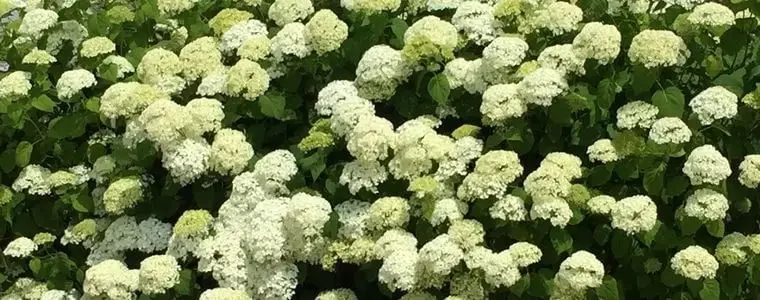 Hortensias du Château de Quintin, France, Côtes d'Armor, Agglomération de Saint-Brieuc